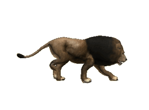 Gif animé lion marche